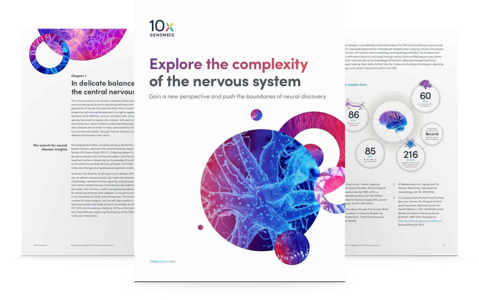 Explore The Complexity Of The Nervous System